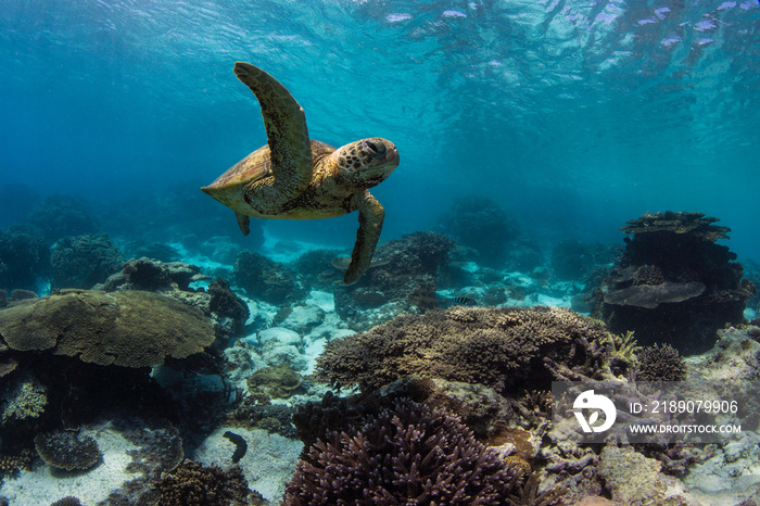 Sea turtle swims on the Great Barrier Reef, Australia