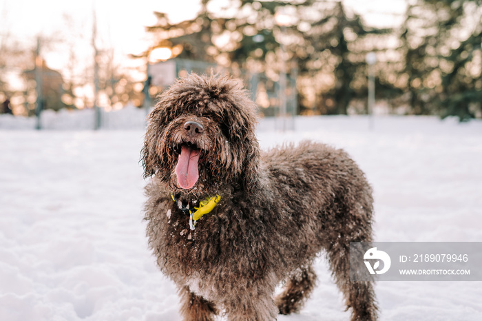 一只棕色漂亮的西班牙水犬在下雪天看着镜头。这只狗的舌头是o