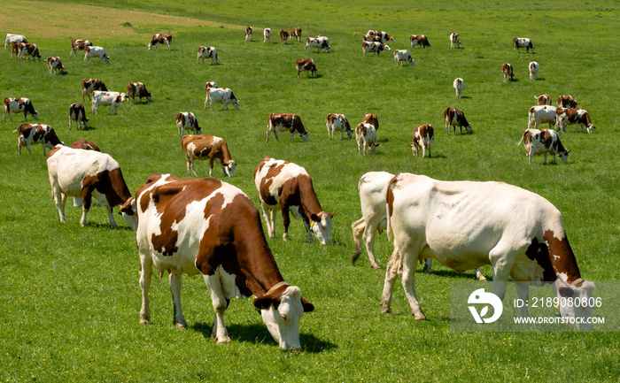 Troupeau de vaches montbéliardes à Corveissiat, Ain, France