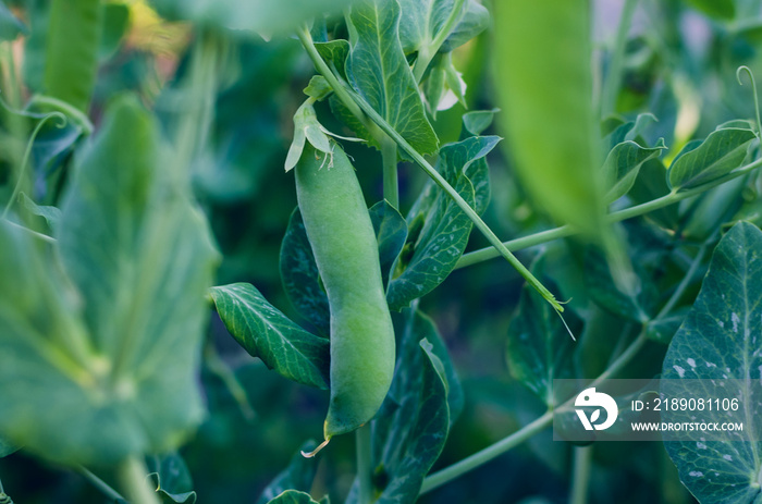 Pods of green peas grow on the garden