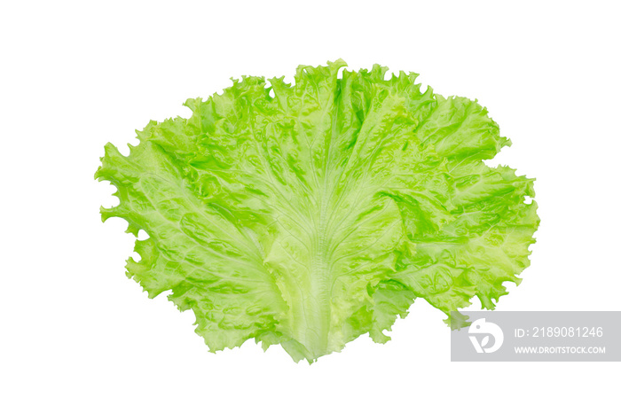 Lettuce, salad leaf isolated on white background.