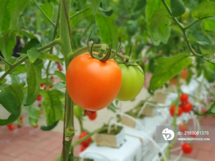 彩色番茄（蔬菜和水果）生长在室内农场/垂直农场。