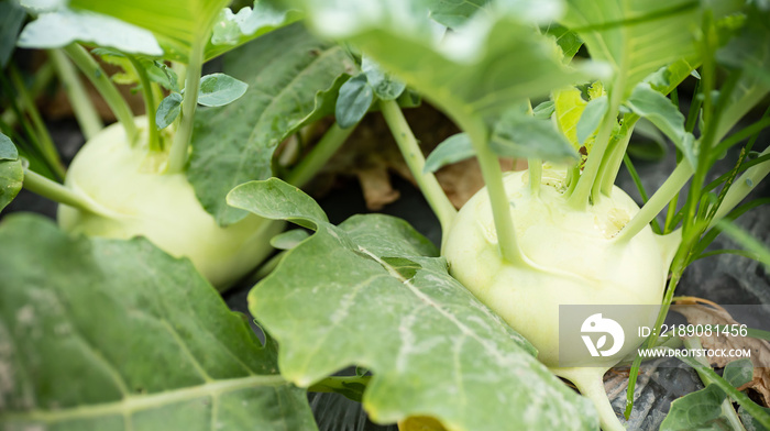 Kohlrabi plant growing in organic vegetable garden ready for harvest