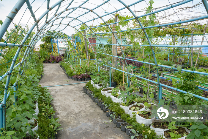 屋顶花园，屋顶菜园，在建筑的屋顶上种植蔬菜，Agricul