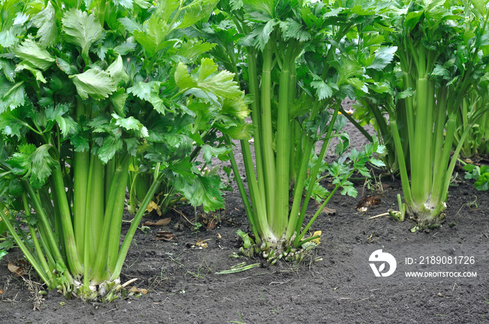 close-up of growing celery plantation (leaf vegetables)  in the vegetable garden