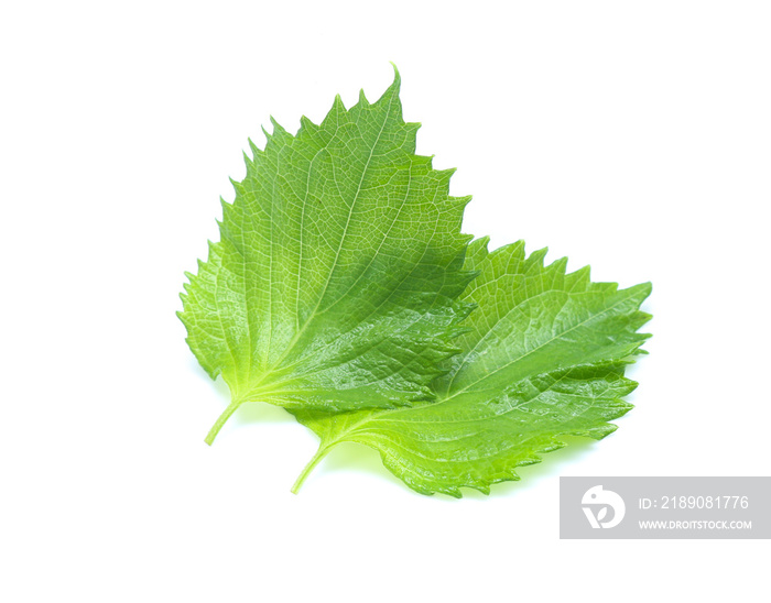 sesame leaves or perilla leaf isolated on white background