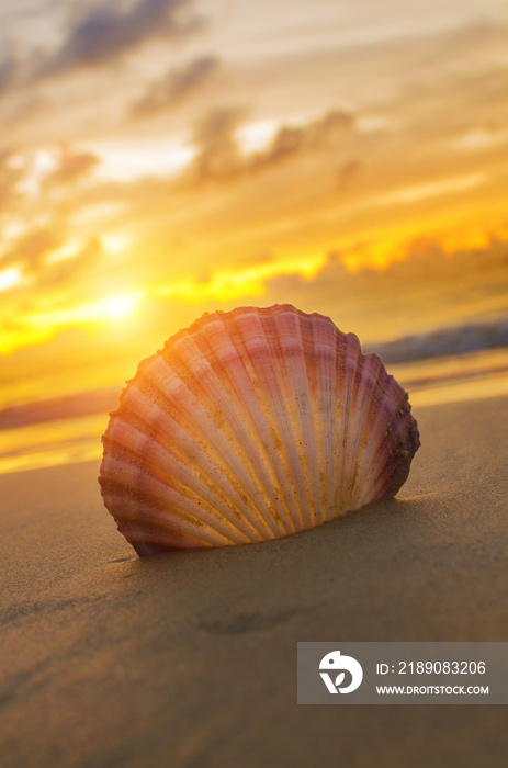 美丽的海滩，以日出为背景。关注贝壳。