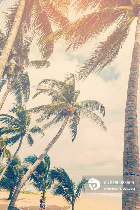 复古风格的自然海滩上的椰子树