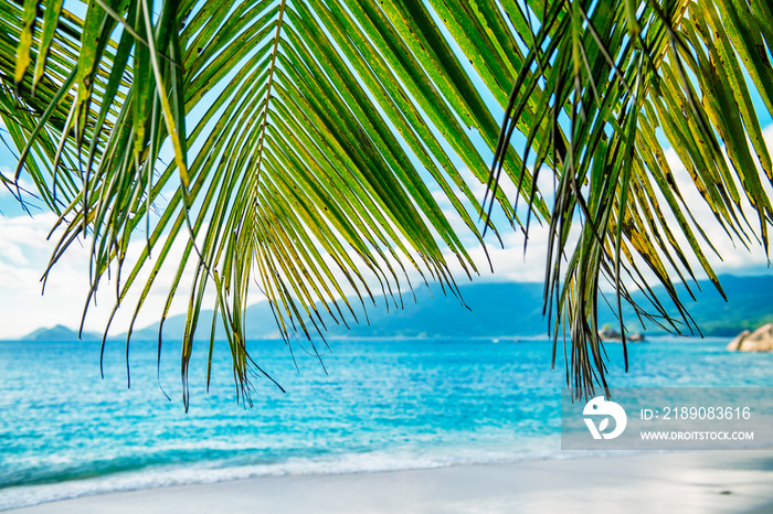 Tropical beach sunset framed by trees.