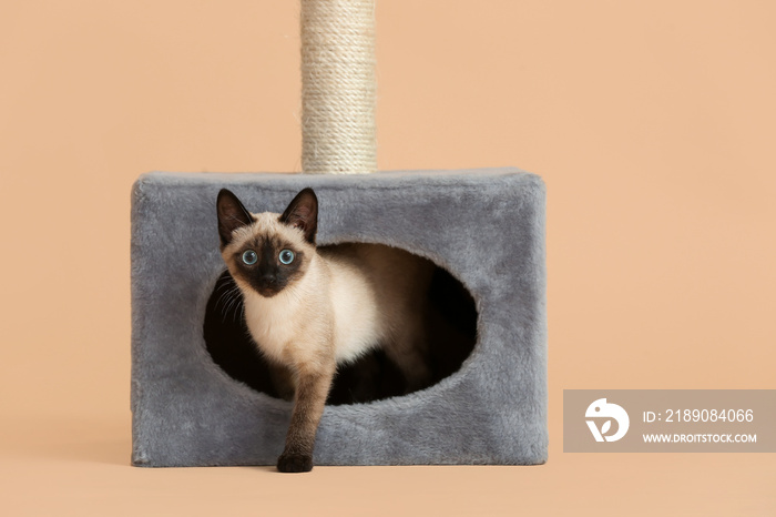 Cute Thai cat hiding in its house on color background