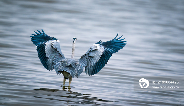 Beautiful shot of a Great Blue Heron, also known as a crane, in the Great Salt Lake, in the USA