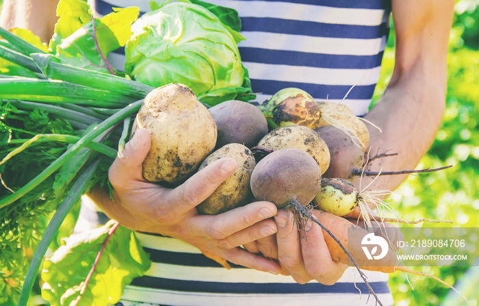 organic homemade vegetables in the hands of men.