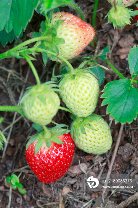 Strawberry bush with green leaves and red berries on summer garden