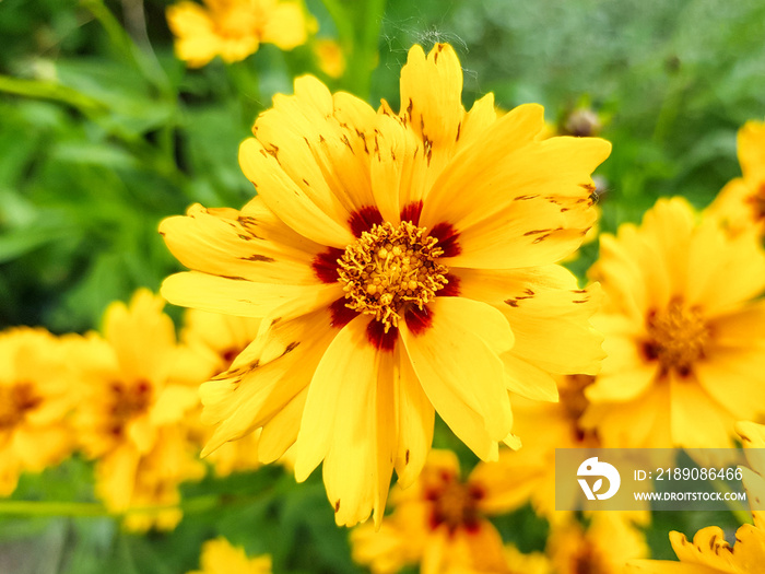 large-flowered tickseed (in german Großblumiges Mädchenauge) Coreopsis grandiflora