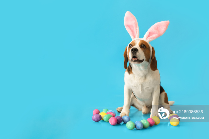 Funny Beagle dog with bunny ears and Easter eggs on blue background