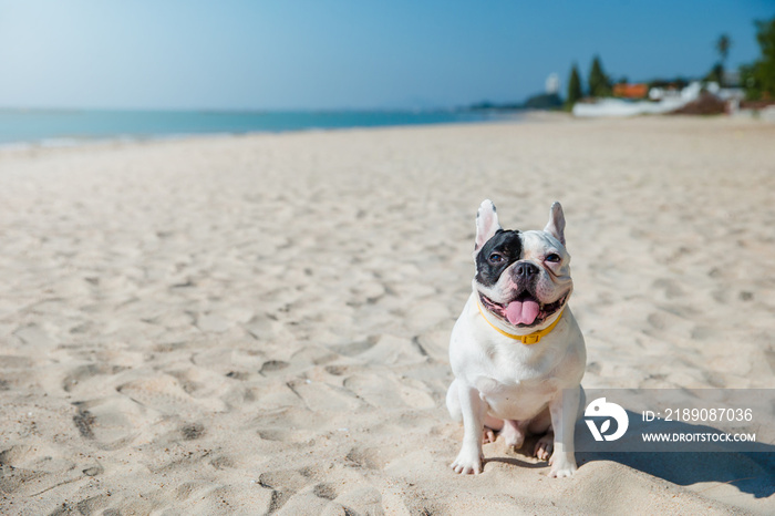 海滩上的法国斗牛犬肖像
