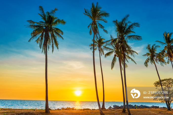 海滩上的棕榈树日落，热带海岛上的棕榈景观