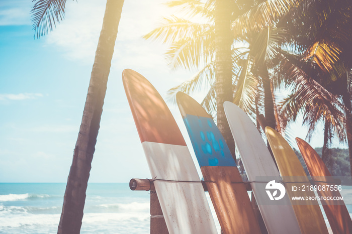 Many surfboards beside coconut trees at summer beach with sun light and blue sky background.