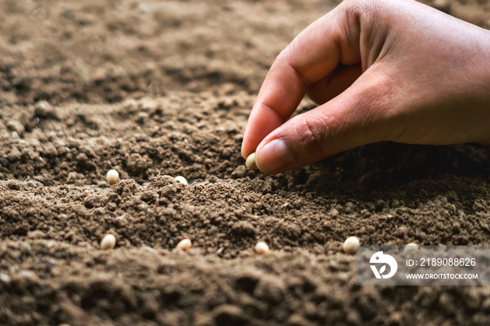 hand planting soy seed in the vegetable garden. agriculture concept