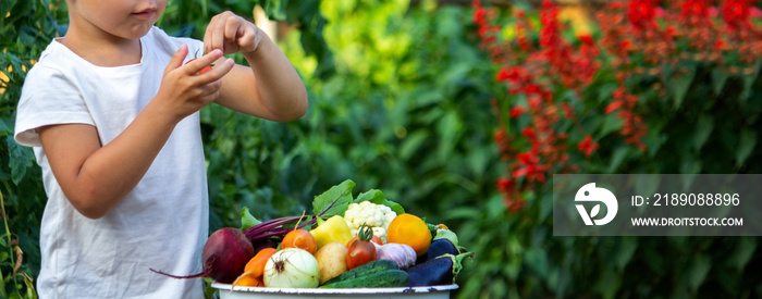 The child holds vegetables in his hands. Vegetables in a bowl on the farm. Organic product from the 