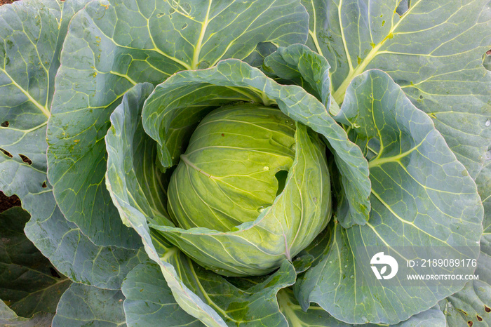 Cabbage (Brassica oleracea) in vegetable garden