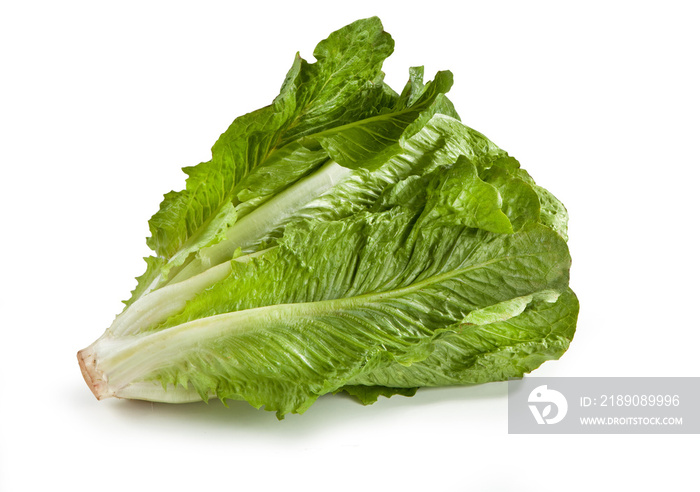 fresh roman lettuce on a white background Lattuga Romana Lactuca sativa