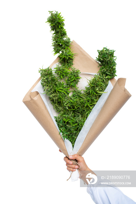 Hand holding cannabis bouquet  isolated on the white background, Gift with a bunch of cannabis.