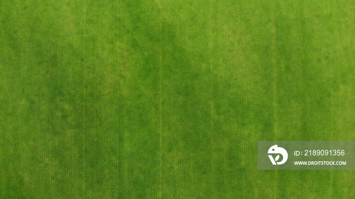 Aerial. Green grass texture background. Top view from drone.