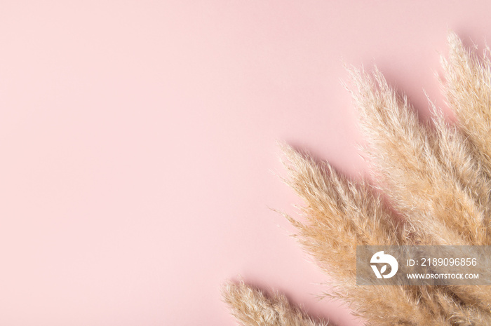 Dried Pampas Grass