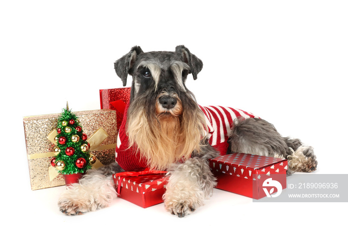 miniature schnauzer on christmas gift box and a decorated christmas tree