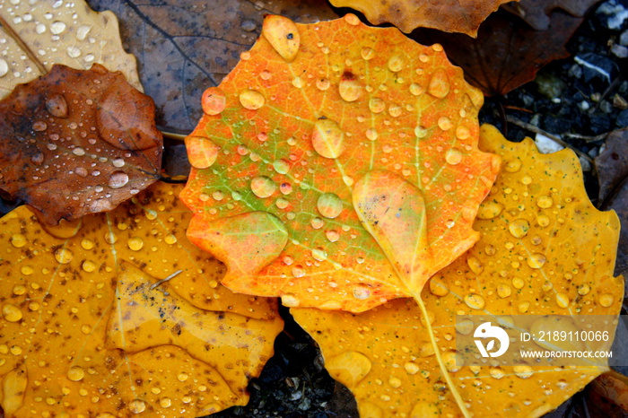 Herbstlaub