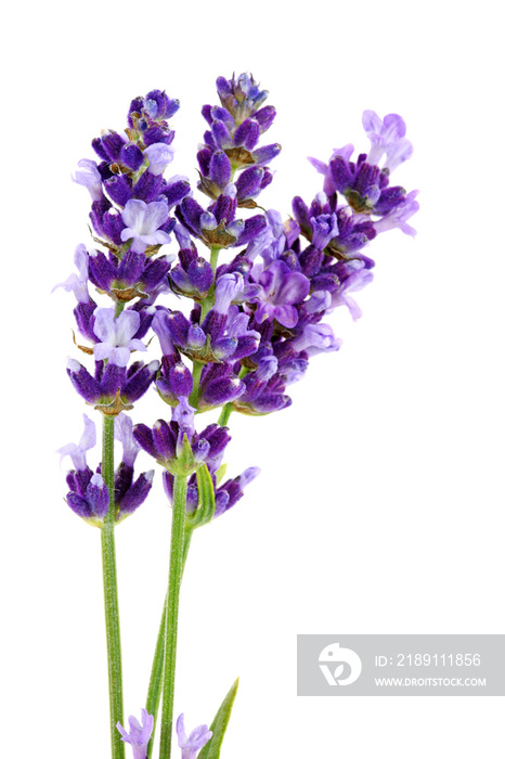 Lavandula Hidcote孤立在白色背景上