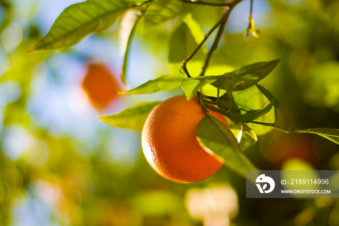 成熟的橙子在树上特写。浅景深