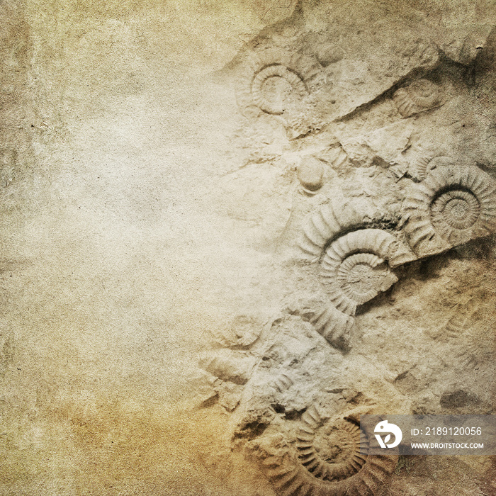 古董纸背景与化石