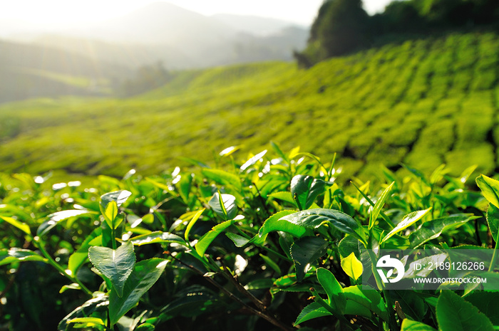 马来西亚金马伦高地山上的茶园