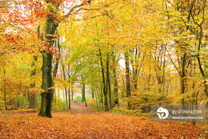 Laubwald im Herbst