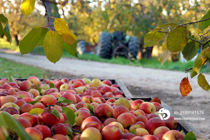秋天苹果收获和果园