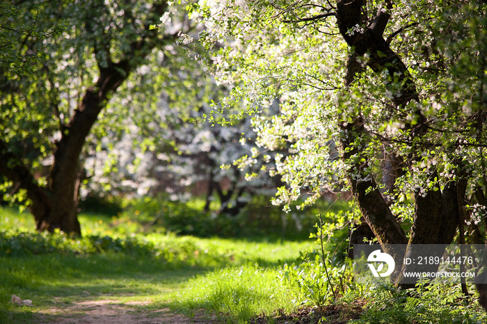 公园里盛开的苹果树。途径。春天。俄罗斯