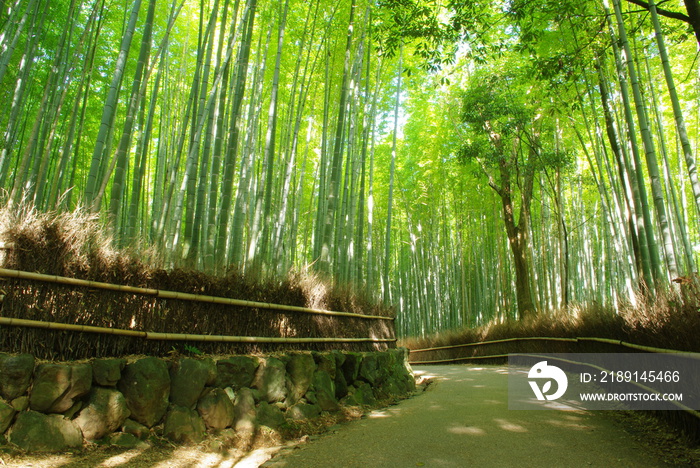 竹林の小道