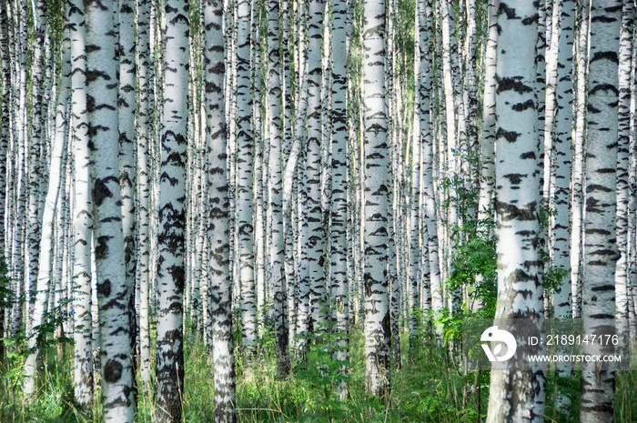 Birchwood in sunny day