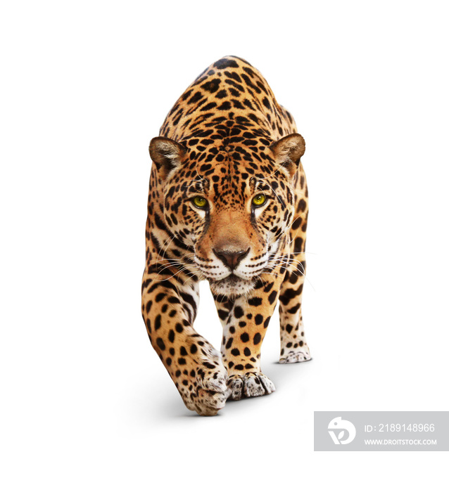 Jaguar - animal front view, isolated on white, shadow