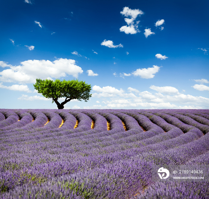 Lavande Provence France /法国普罗旺斯的薰衣草田