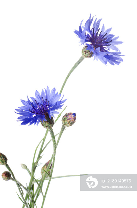 Beautiful blue cornflower