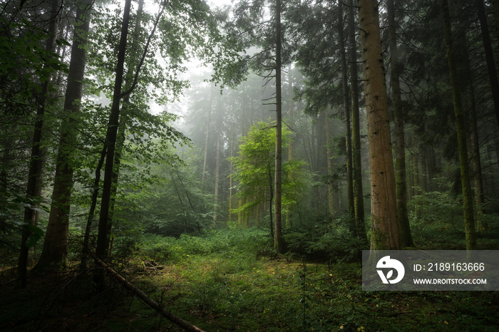 Brume dans un sous bois