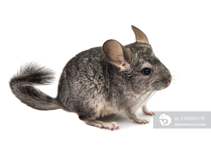 Chinchilla