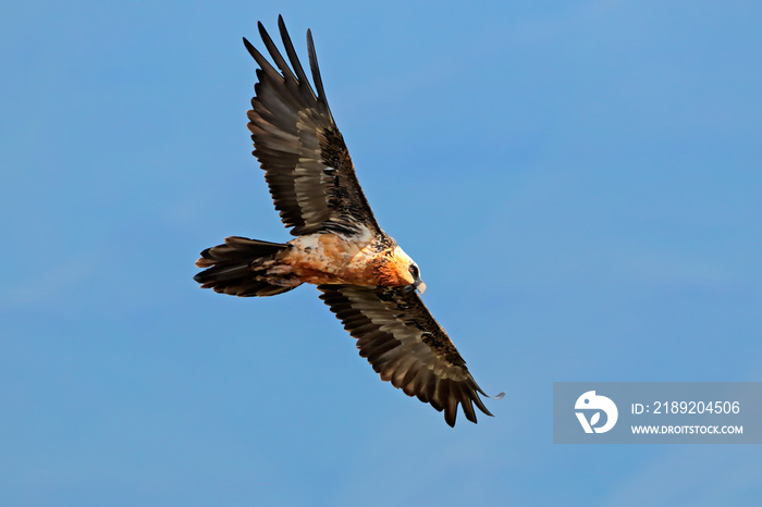 一只濒临灭绝的须兀鹫（Gypaetus barbatus）在南非飞行。