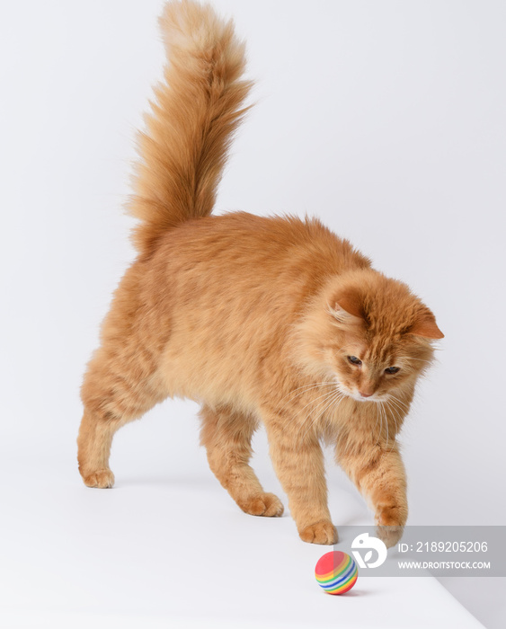 成年毛茸茸的红猫在白色背景下玩红色球