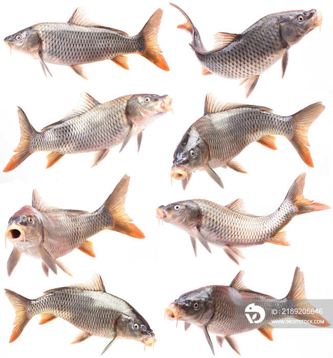 Fish carp collection