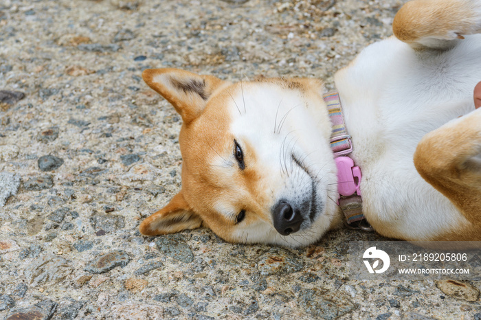 戯れるシバ犬