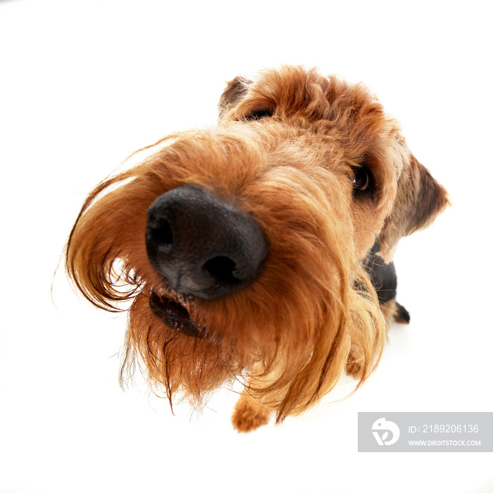 Wide angle shot of an adorable Airedale terrier